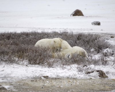 Bear, Polar, 2 sparring-110307-Churchill Wildlife Mgmt Area, Manitoba, Canada-#0608.jpg