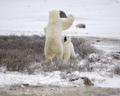 Bear, Polar, 2 sparring-110307-Churchill Wildlife Mgmt Area, Manitoba, Canada-#0622.jpg