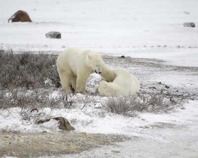 Bear, Polar, 2 sparring-110307-Churchill Wildlife Mgmt Area, Manitoba, Canada-#0631.jpg