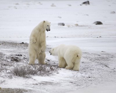 Bear, Polar, 2 sparring-110307-Churchill Wildlife Mgmt Area, Manitoba, Canada-#0637.jpg