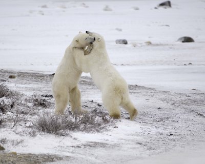 Bear, Polar, 2 sparring-110307-Churchill Wildlife Mgmt Area, Manitoba, Canada-#0638.jpg