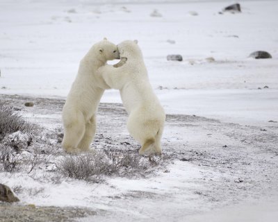 Bear, Polar, 2 sparring-110307-Churchill Wildlife Mgmt Area, Manitoba, Canada-#0640.jpg
