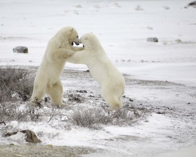Bear, Polar, 2 sparring-110307-Churchill Wildlife Mgmt Area, Manitoba, Canada-#0642-.jpg
