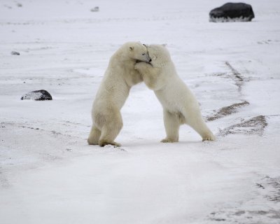 Bear, Polar, 2 sparring-110307-Churchill Wildlife Mgmt Area, Manitoba, Canada-#0645.jpg