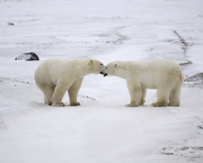 Bear, Polar, 2 sparring-110307-Churchill Wildlife Mgmt Area, Manitoba, Canada-#0650.jpg
