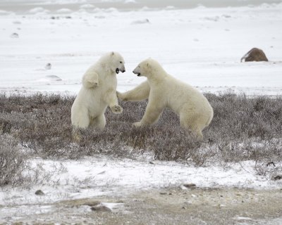 Bear, Polar, 2 sparring-110307-Churchill Wildlife Mgmt Area, Manitoba, Canada-#0656.jpg