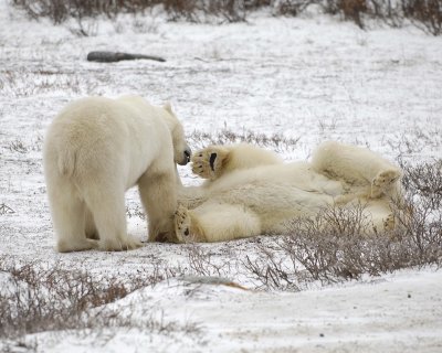 Bear, Polar, 2 sparring-110307-Churchill Wildlife Mgmt Area, Manitoba, Canada-#0696.jpg
