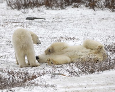 Bear, Polar, 2 sparring-110307-Churchill Wildlife Mgmt Area, Manitoba, Canada-#0701.jpg