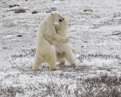 Bear, Polar, 2 sparring-110307-Churchill Wildlife Mgmt Area, Manitoba, Canada-#1007.jpg