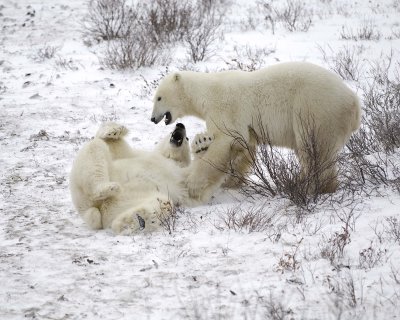 Bear, Polar, 2 sparring-110307-Churchill Wildlife Mgmt Area, Manitoba, Canada-#1477.jpg