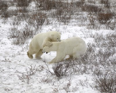 Bear, Polar, 2 sparring-110307-Churchill Wildlife Mgmt Area, Manitoba, Canada-#1482.jpg