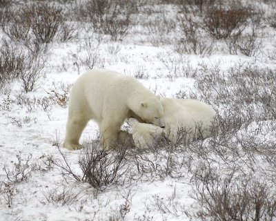 Bear, Polar, 2 sparring-110307-Churchill Wildlife Mgmt Area, Manitoba, Canada-#1485.jpg