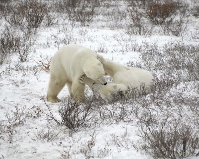 Bear, Polar, 2 sparring-110307-Churchill Wildlife Mgmt Area, Manitoba, Canada-#1487.jpg