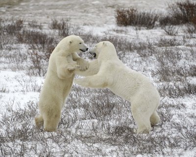 Bear, Polar, 2 sparring-110307-Churchill Wildlife Mgmt Area, Manitoba, Canada-#1498.jpg