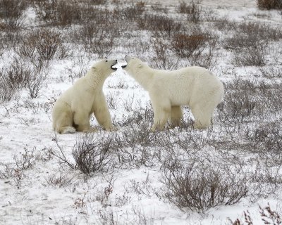 Bear, Polar, 2 sparring-110307-Churchill Wildlife Mgmt Area, Manitoba, Canada-#1508.jpg