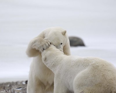 Bear, Polar, 2 sparring-110307-Churchill Wildlife Mgmt Area, Manitoba, Canada-#1616.jpg