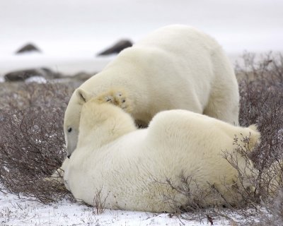 Bear, Polar, 2 sparring-110307-Churchill Wildlife Mgmt Area, Manitoba, Canada-#1618.jpg