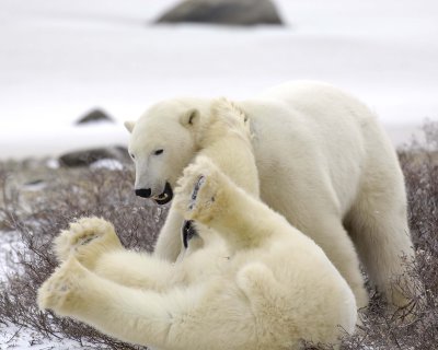 Bear, Polar, 2 sparring-110307-Churchill Wildlife Mgmt Area, Manitoba, Canada-#1619.jpg