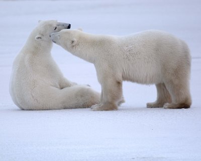 Bear, Polar, 2 sparring-110307-Churchill Wildlife Mgmt Area, Manitoba, Canada-#1780.jpg