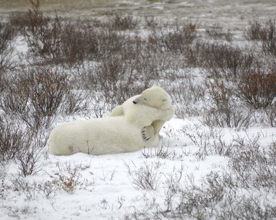 Bear, Polar, 2 sparring-110307-Churchill Wildlife Mgmt Area, Manitoba, Canada-#1794.jpg
