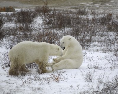 Bear, Polar, 2 sparring-110307-Churchill Wildlife Mgmt Area, Manitoba, Canada-#1796.jpg