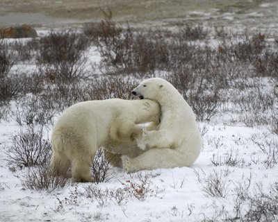 Bear, Polar, 2 sparring-110307-Churchill Wildlife Mgmt Area, Manitoba, Canada-#1799.jpg