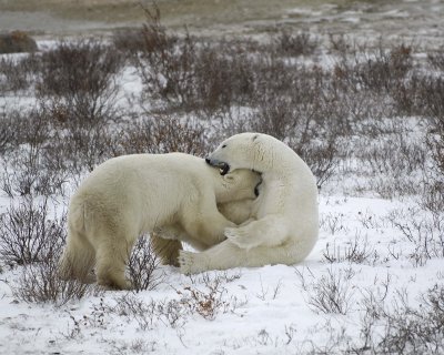 Bear, Polar, 2 sparring-110307-Churchill Wildlife Mgmt Area, Manitoba, Canada-#1800.jpg