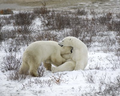 Bear, Polar, 2 sparring-110307-Churchill Wildlife Mgmt Area, Manitoba, Canada-#1801.jpg
