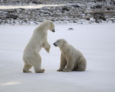 Bear, Polar, 2 sparring-110507-Churchill Wildlife Mgmt Area, Manitoba, Canada-#0601.jpg
