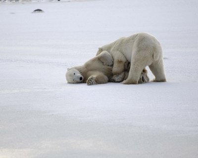 Bear, Polar, 2 sparring-110507-Churchill Wildlife Mgmt Area, Manitoba, Canada-#0611.jpg
