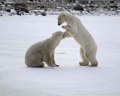 Bear, Polar, 2 sparring-110507-Churchill Wildlife Mgmt Area, Manitoba, Canada-#0621.jpg