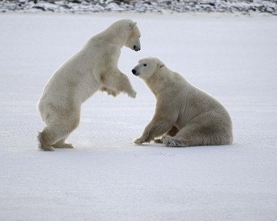 Bear, Polar, 2 sparring-110507-Churchill Wildlife Mgmt Area, Manitoba, Canada-#0625.jpg