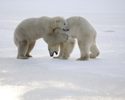 Bear, Polar, 2 sparring-110507-Churchill Wildlife Mgmt Area, Manitoba, Canada-#0628.jpg