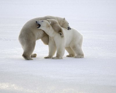 Bear, Polar, 2 sparring-110507-Churchill Wildlife Mgmt Area, Manitoba, Canada-#0630.jpg