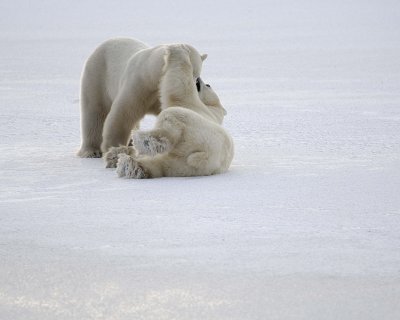 Bear, Polar, 2 sparring-110507-Churchill Wildlife Mgmt Area, Manitoba, Canada-#0634.jpg