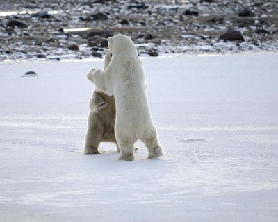 Bear, Polar, 2 sparring-110507-Churchill Wildlife Mgmt Area, Manitoba, Canada-#0646.jpg