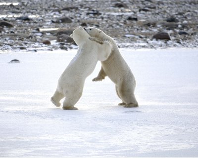Bear, Polar, 2 sparring-110507-Churchill Wildlife Mgmt Area, Manitoba, Canada-#0663.jpg