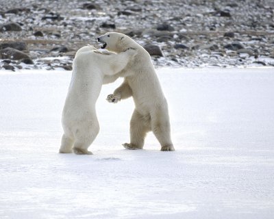 Bear, Polar, 2 sparring-110507-Churchill Wildlife Mgmt Area, Manitoba, Canada-#0667.jpg
