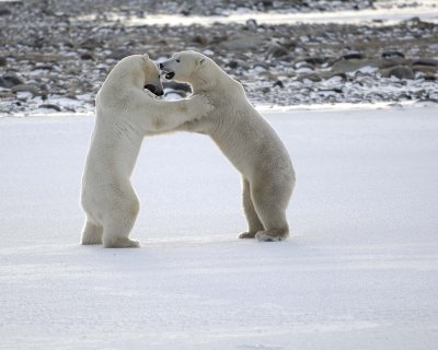 Bear, Polar, 2 sparring-110507-Churchill Wildlife Mgmt Area, Manitoba, Canada-#0675.jpg