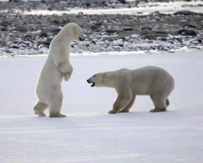 Bear, Polar, 2 sparring-110507-Churchill Wildlife Mgmt Area, Manitoba, Canada-#0677.jpg