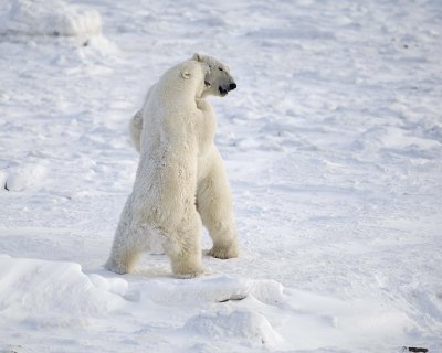 Bear, Polar, 2 sparring-110607-Churchill Wildlife Mgmt Area, Manitoba, Canada-#0640.jpg