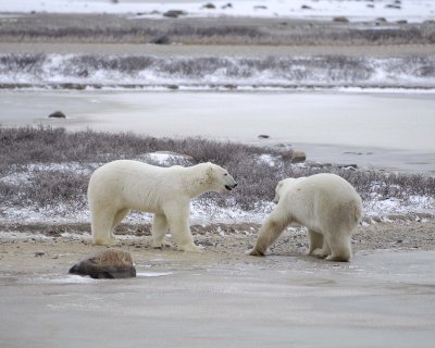 Bear, Polar, 2-110307-Churchill Wildlife Mgmt Area, Manitoba, Canada-#0059.jpg