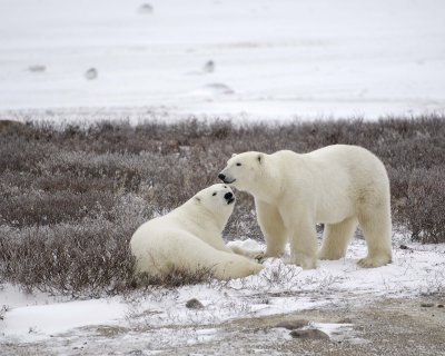 Bear, Polar, 2-110307-Churchill Wildlife Mgmt Area, Manitoba, Canada-#0238.jpg
