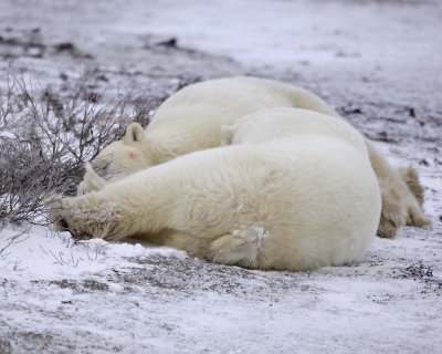 Bear, Polar, 2-110307-Churchill Wildlife Mgmt Area, Manitoba, Canada-#0295.jpg
