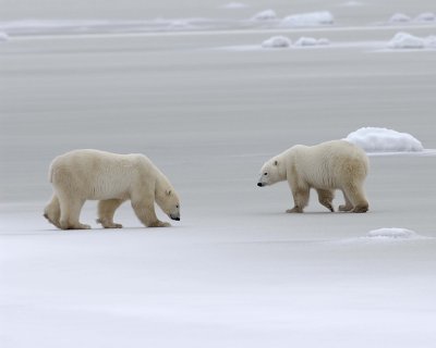 Bear, Polar, 2-110307-Churchill Wildlife Mgmt Area, Manitoba, Canada-#0495.jpg