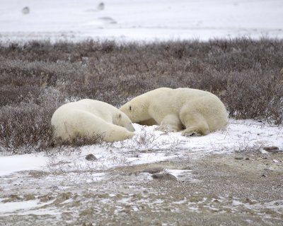 Bear, Polar, 2-110307-Churchill Wildlife Mgmt Area, Manitoba, Canada-#0529.jpg