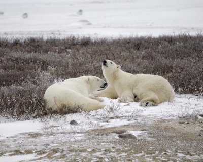 Bear, Polar, 2-110307-Churchill Wildlife Mgmt Area, Manitoba, Canada-#0535.jpg