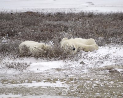 Bear, Polar, 2-110307-Churchill Wildlife Mgmt Area, Manitoba, Canada-#0679.jpg
