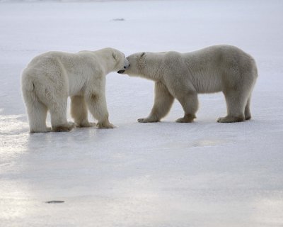 Bear, Polar, 2-110507-Churchill Wildlife Mgmt Area, Manitoba, Canada-#0588.jpg
