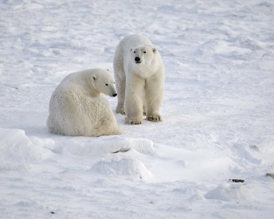 Bear, Polar, 2-110607-Churchill Wildlife Mgmt Area, Manitoba, Canada-#0631.jpg